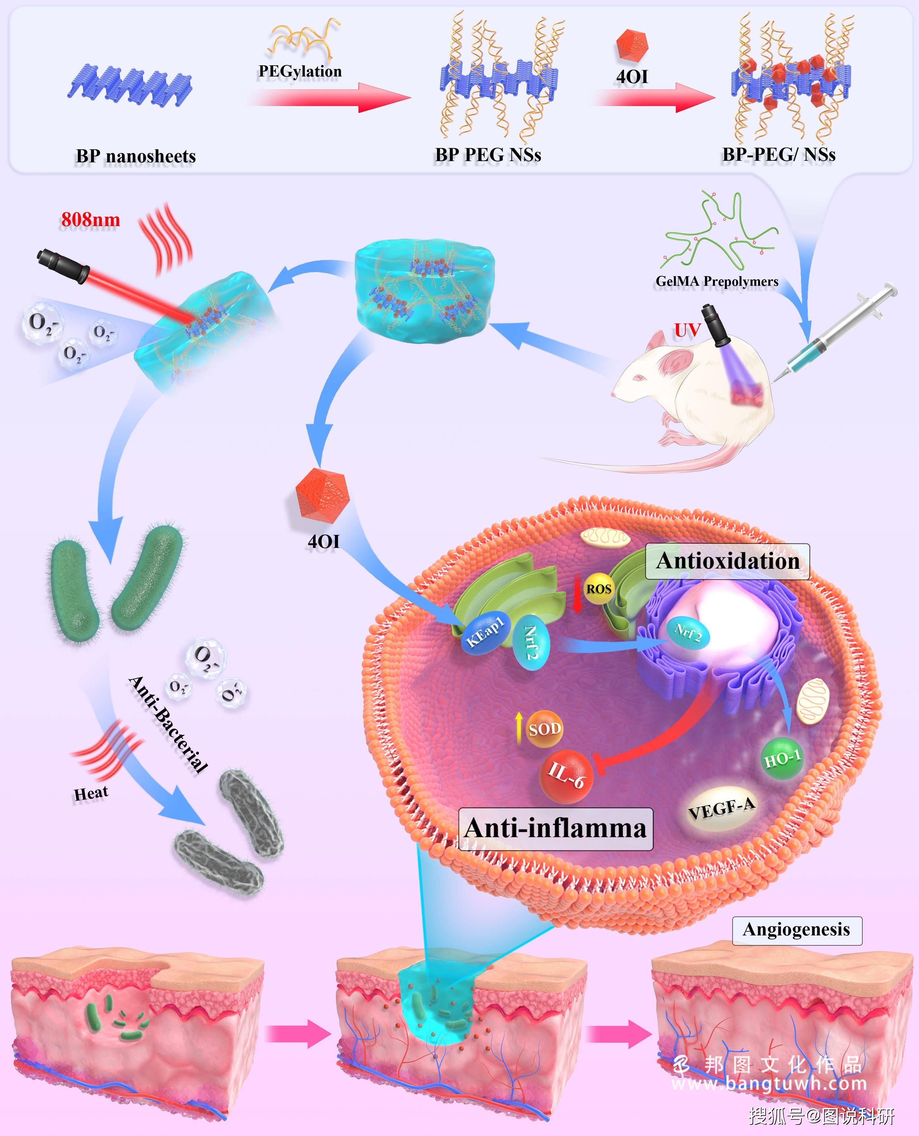 科研绘图 杂志封面设计作品 邦图公司_医学_示意图_插画