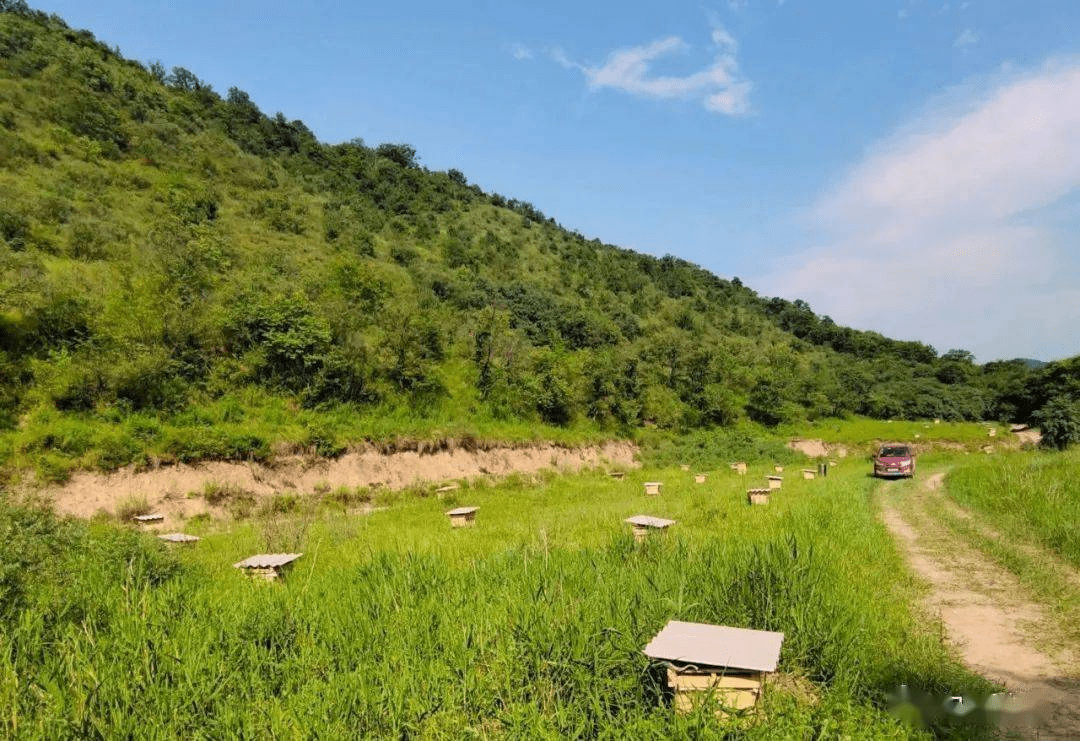 旬邑野生中華蜂生態養殖基地被認定為