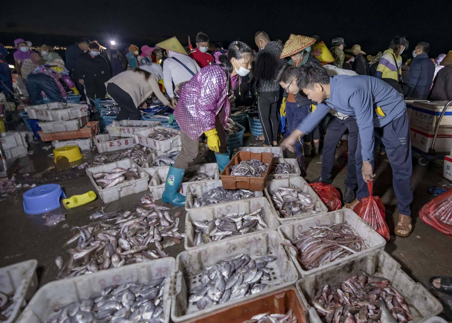 海南陵水:新村渔港鱼市购销两旺