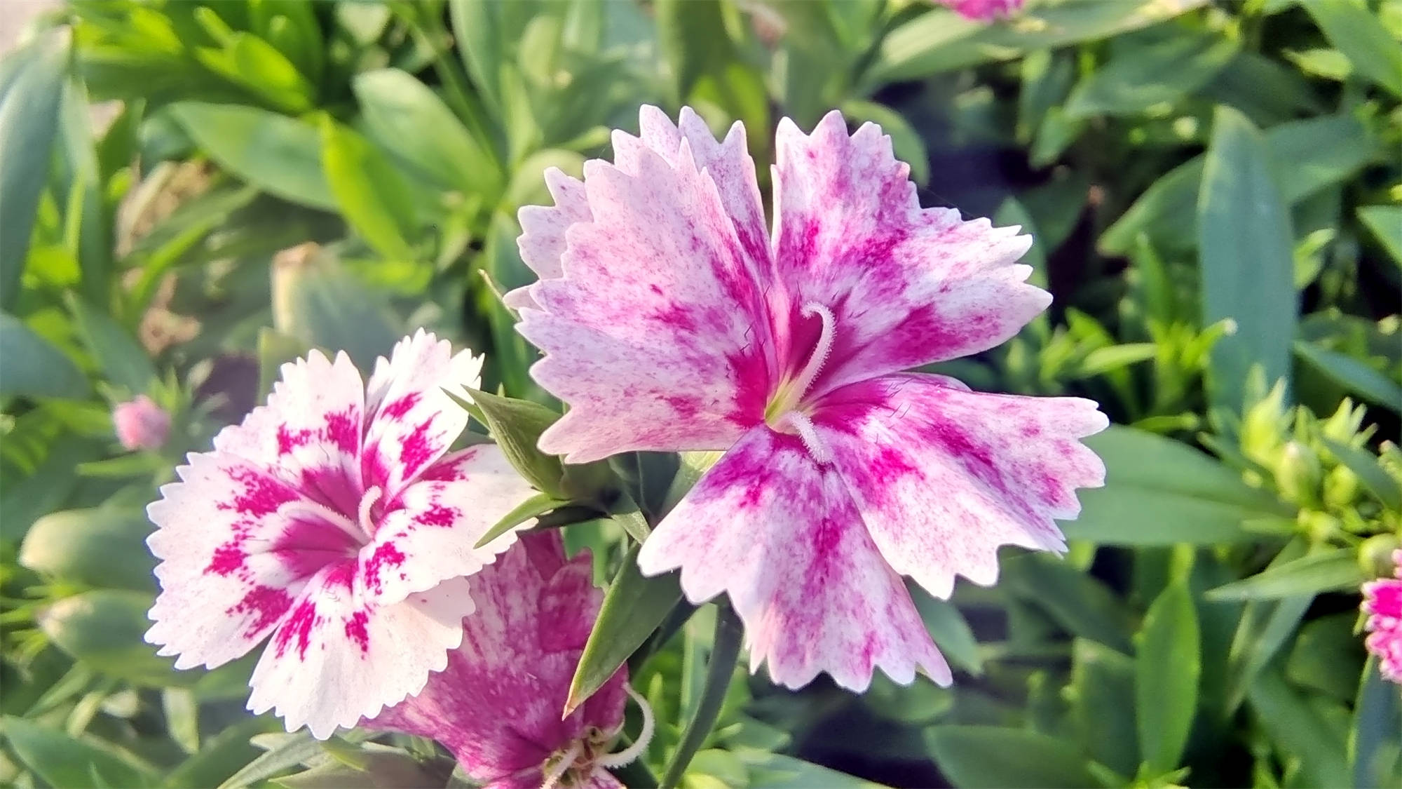 吉安随拍:花花草草之石竹-搜狐大视野-搜狐新闻