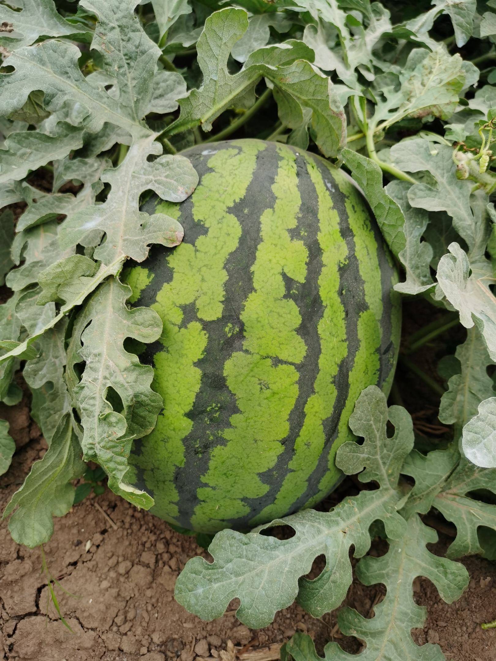 经典甜王西瓜种子