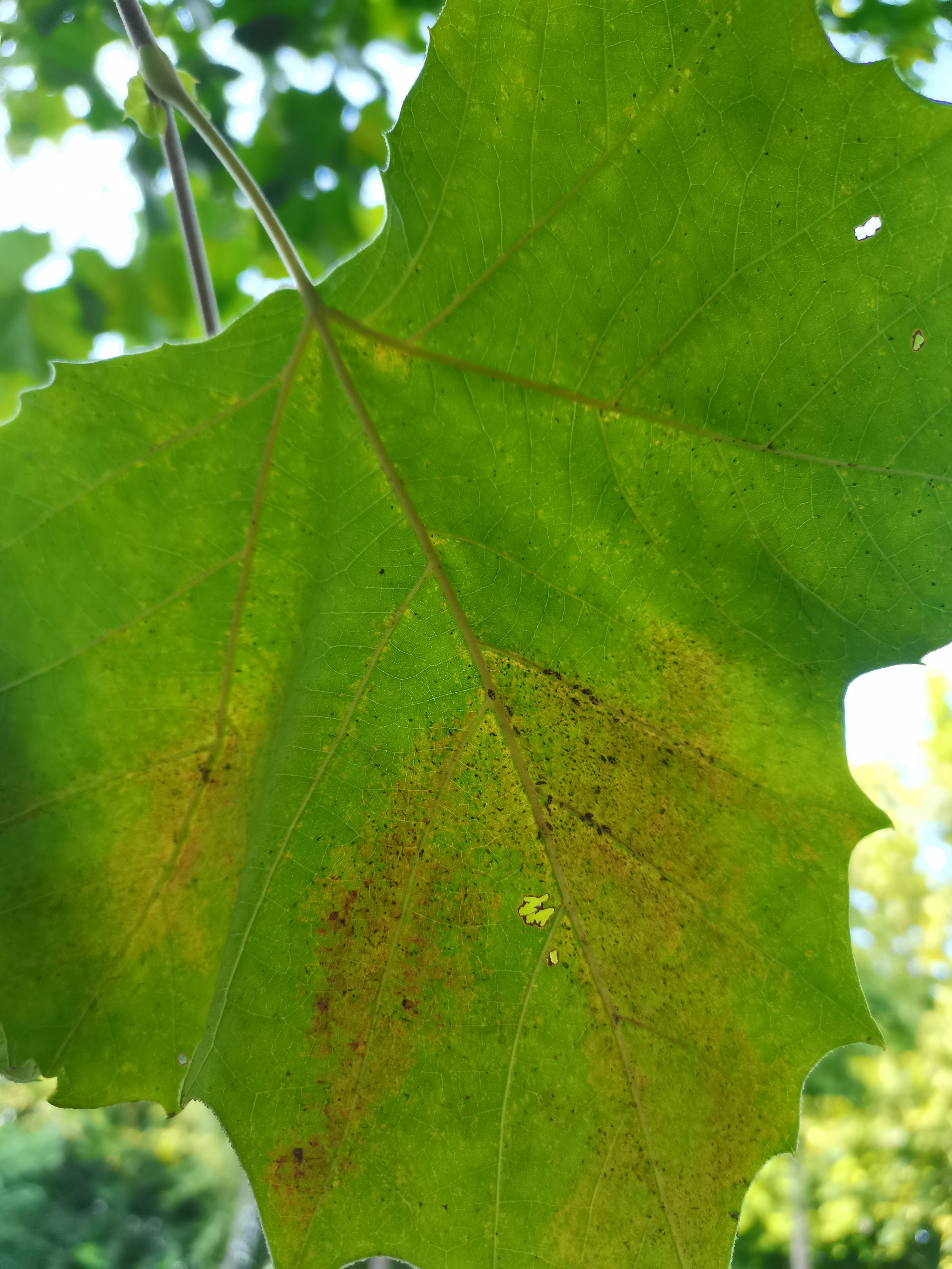 常见园林植物（园林植物栽培与养护） 第1张