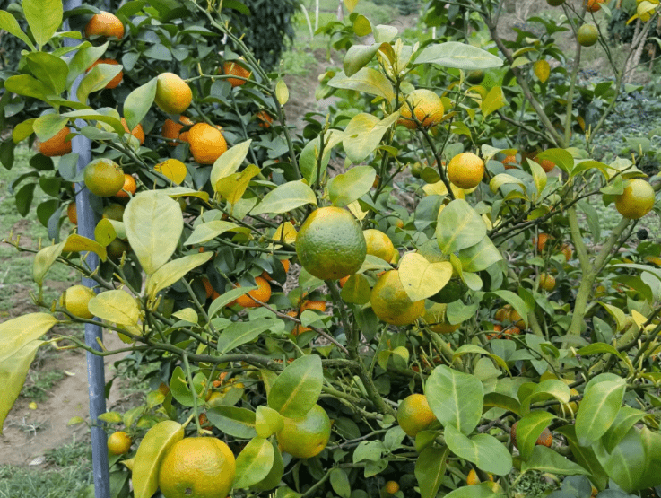 柑橘黄化逐年加重,种植户该何去何从?_果园_黄龙病_产量