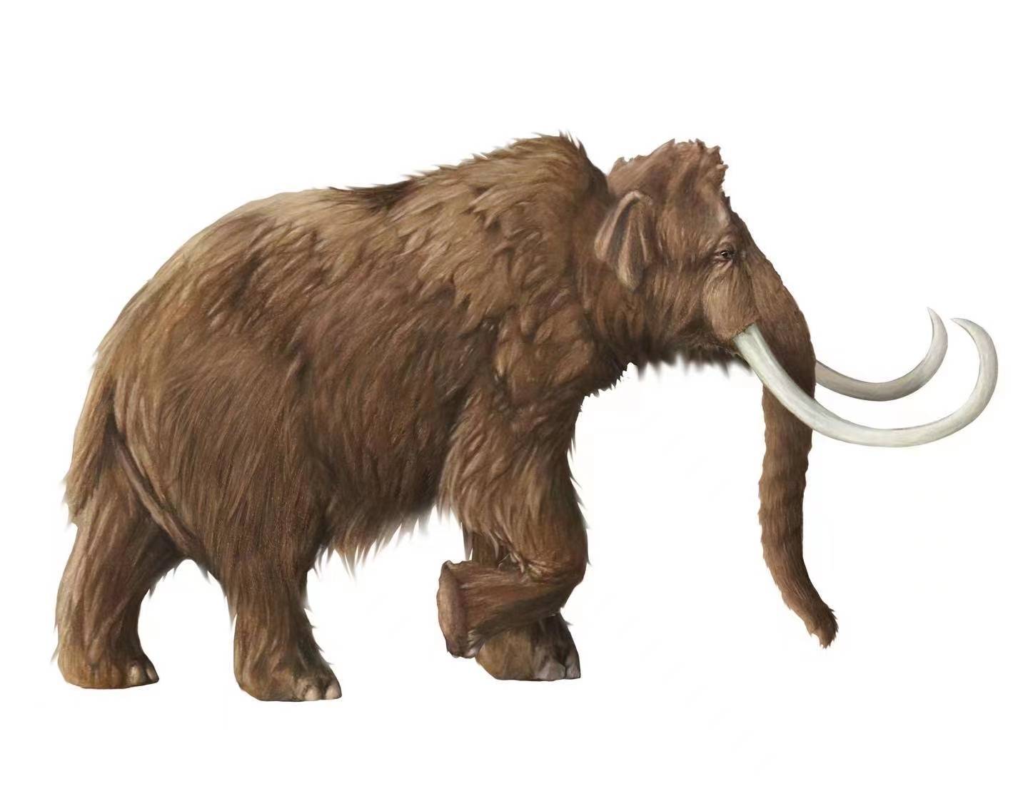 【史前时代】更新世的大象们_猛犸_亚洲_草原