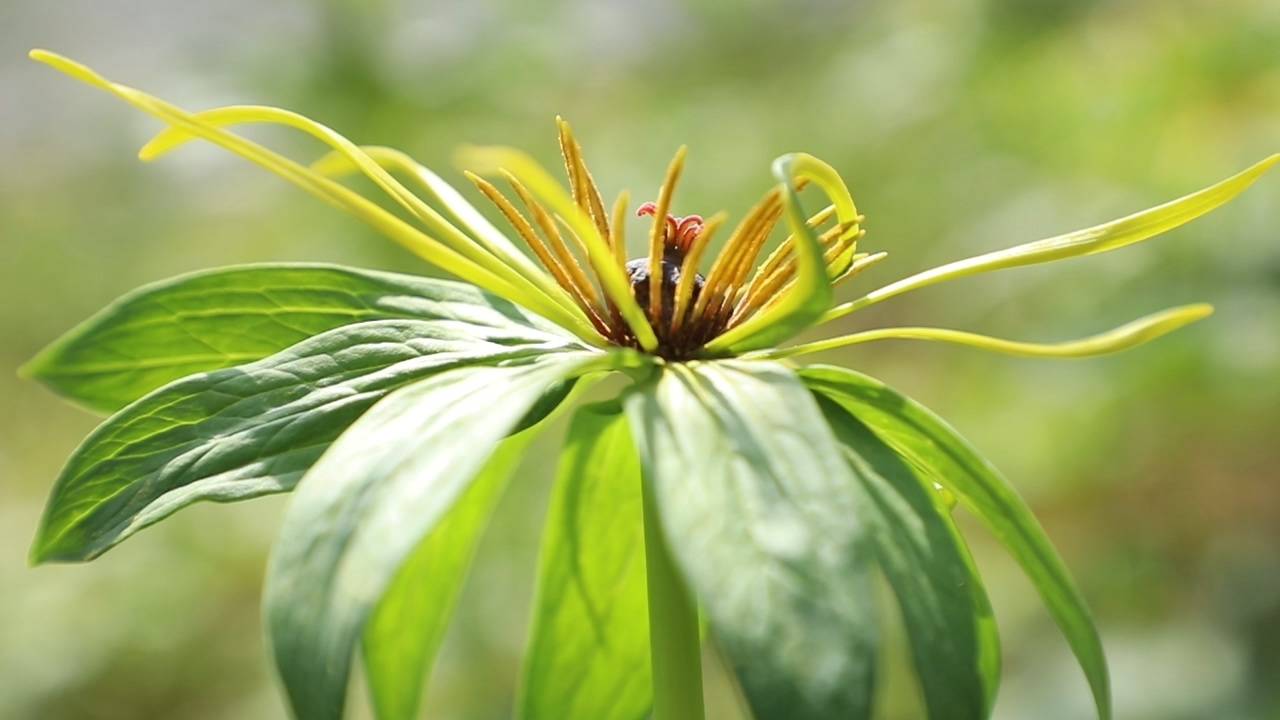 中药经济复苏的世界意义_重楼_药材_药物