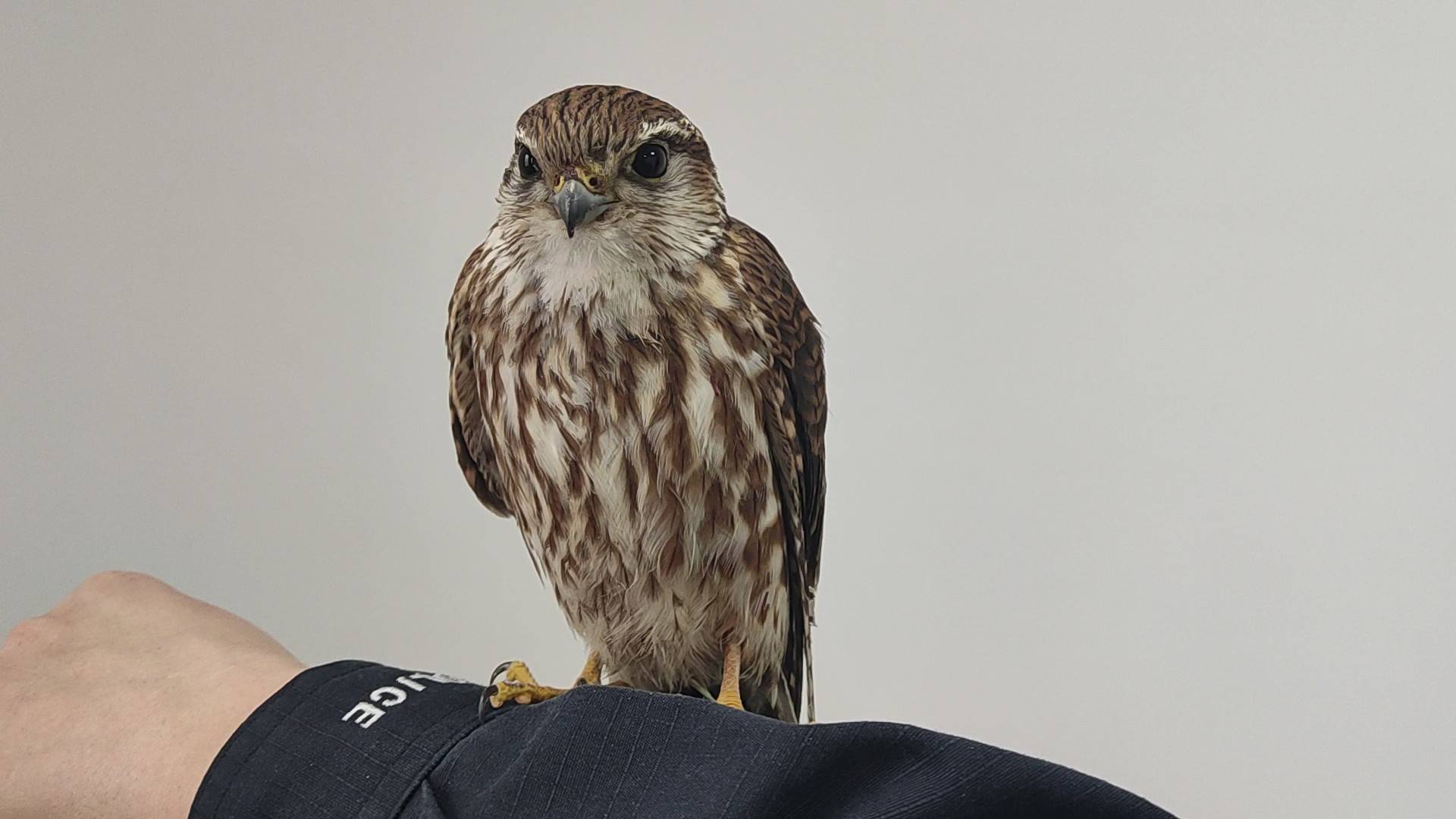 新疆阿勒泰:民警救助 国家二级保护动物灰背隼_进行_受伤_巴尔