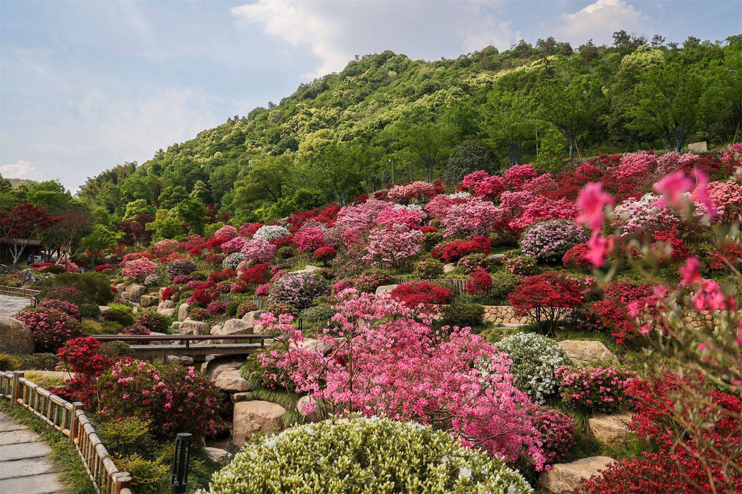 假山怪石都是日式风格,大片的杜鹃栽植于山坡之上,五步一花,十步一景