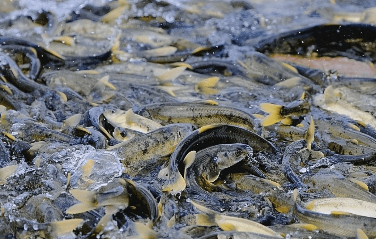 西藏羊湖8亿公斤鱼够挤满水面，随手就能捞，为何却无人敢吃？ -6park.com