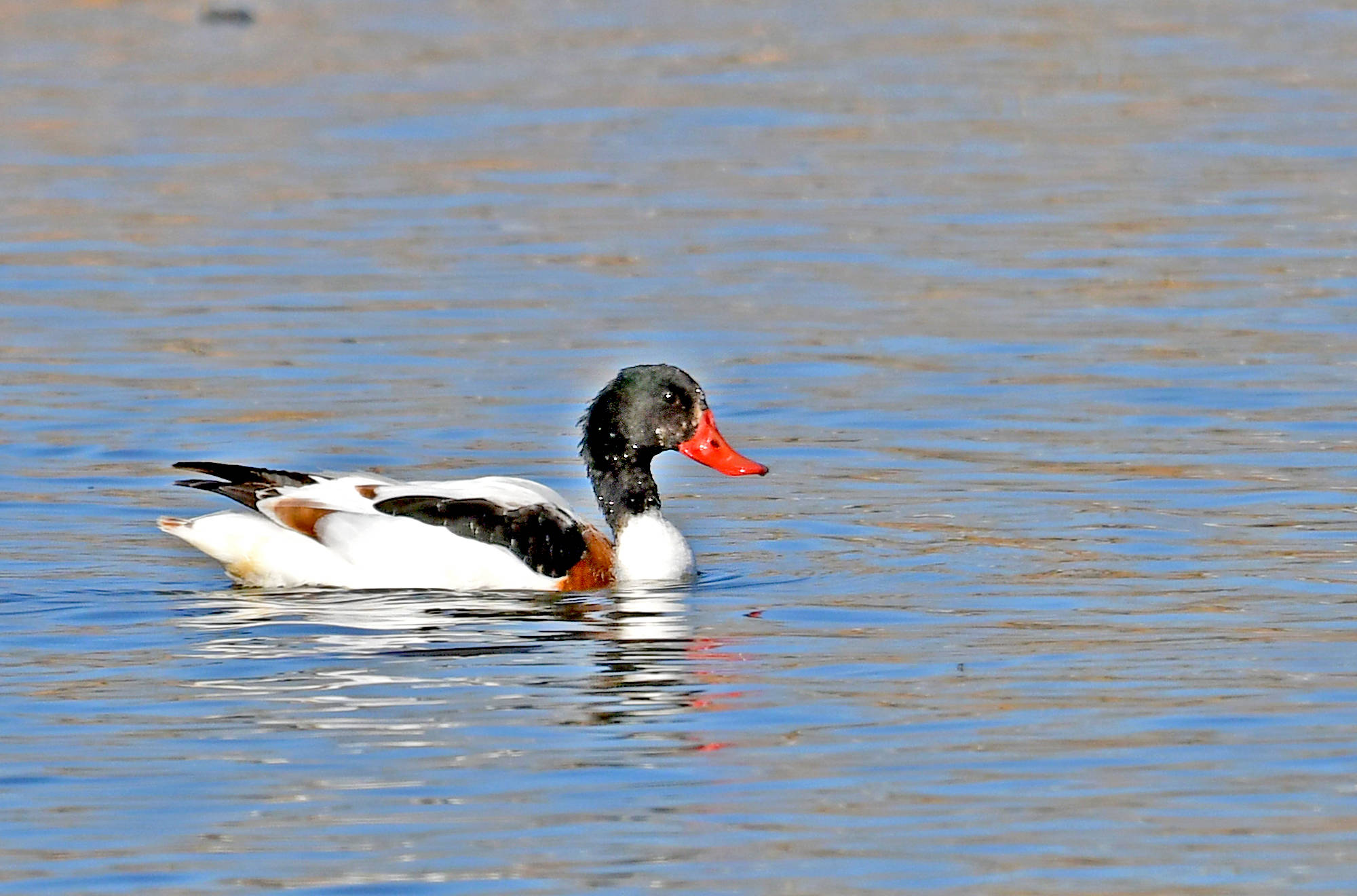 翘鼻麻鸭——观鸟纪实_保护_身体_活动