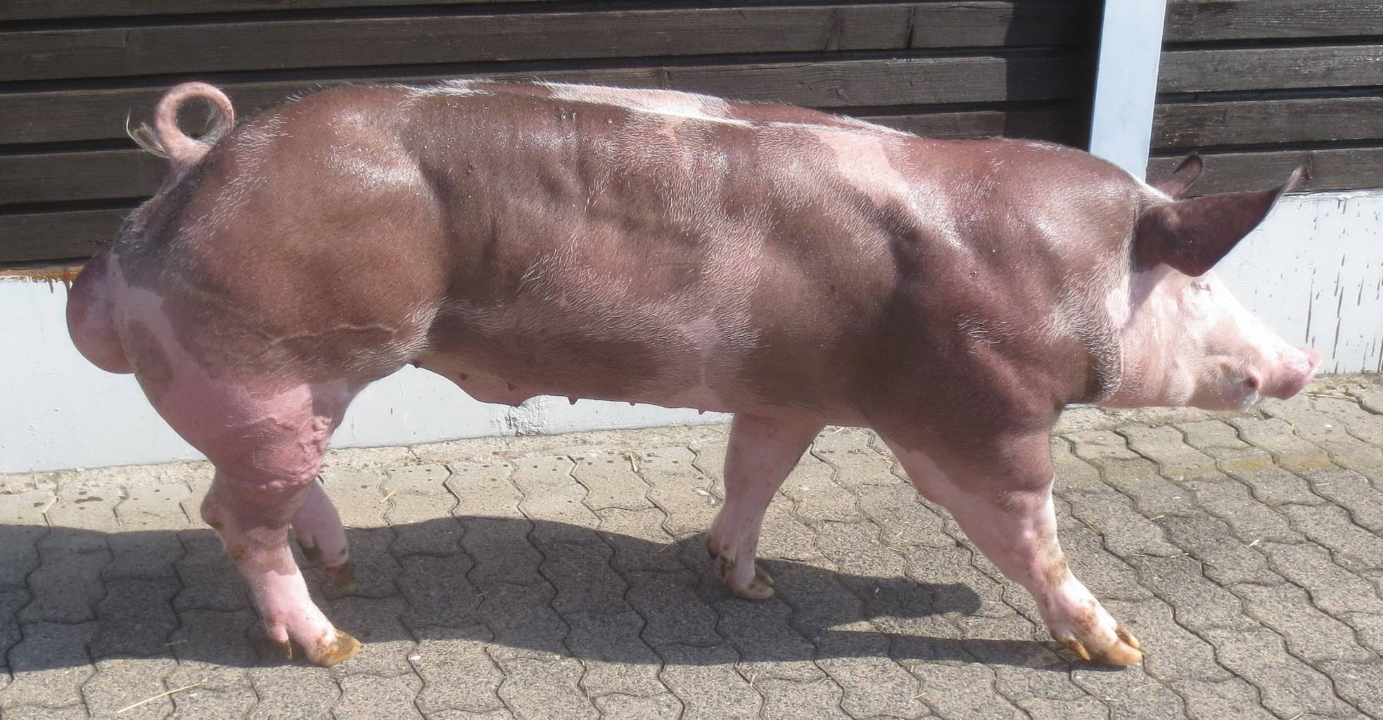 巴克夏猪的生长速度图片