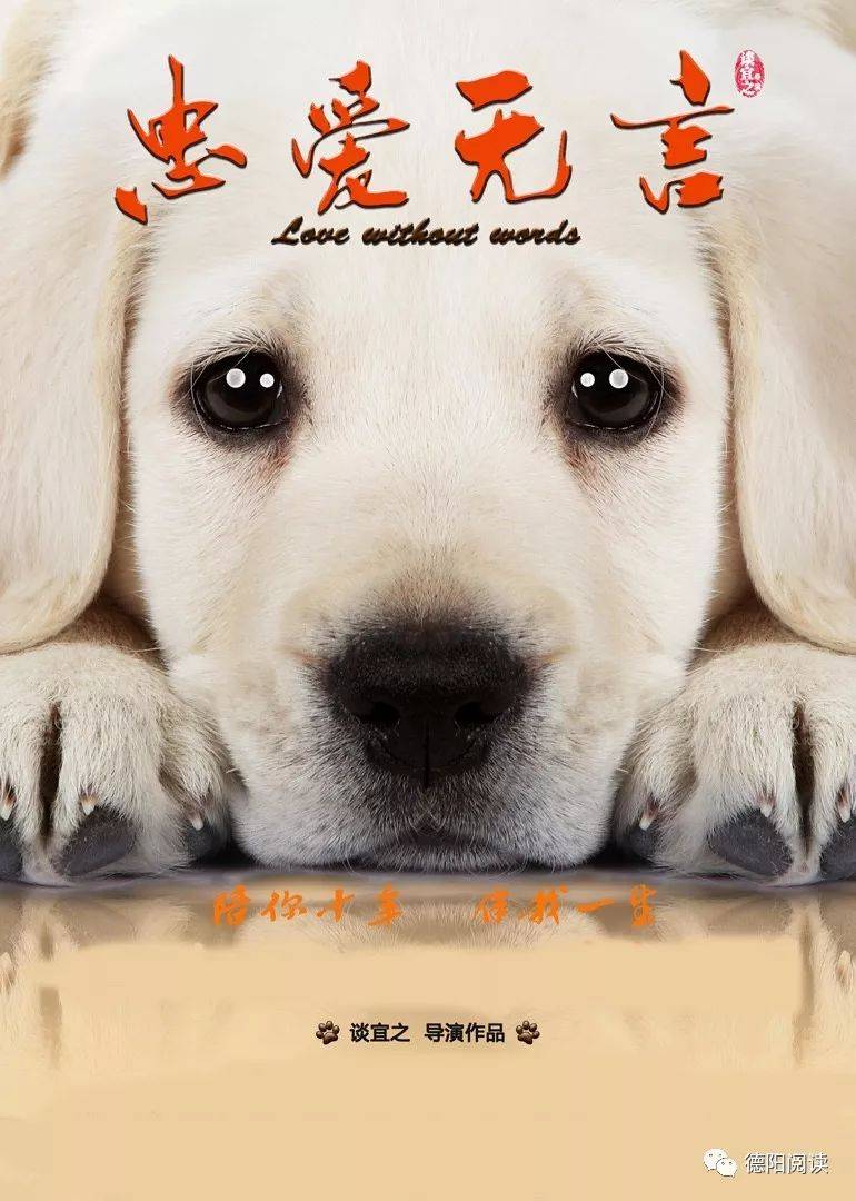 一只可爱的拉布拉多犬,上演一部好电影《忠爱无言》_老于_时间_小狗