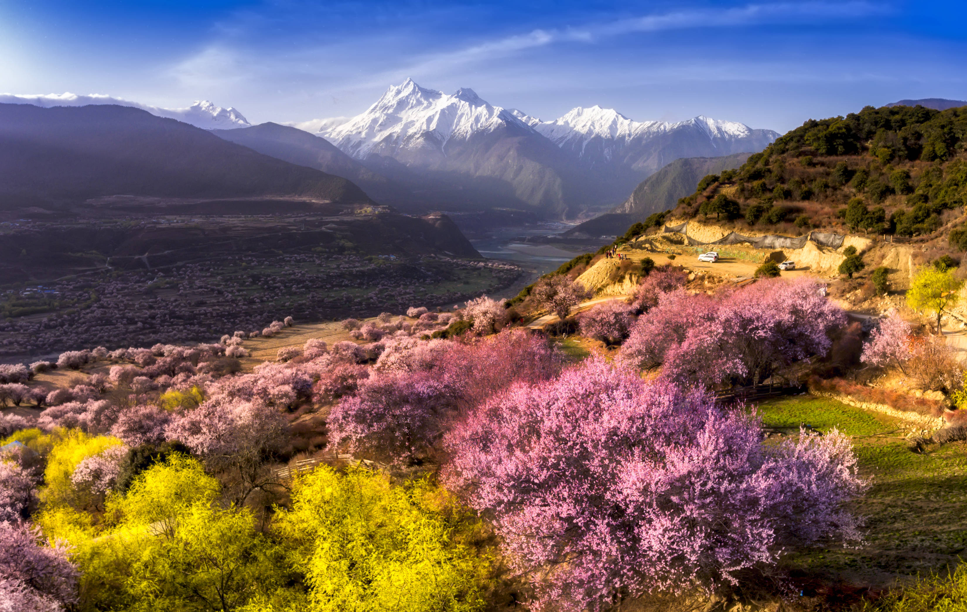 林芝桃花 唯美图片