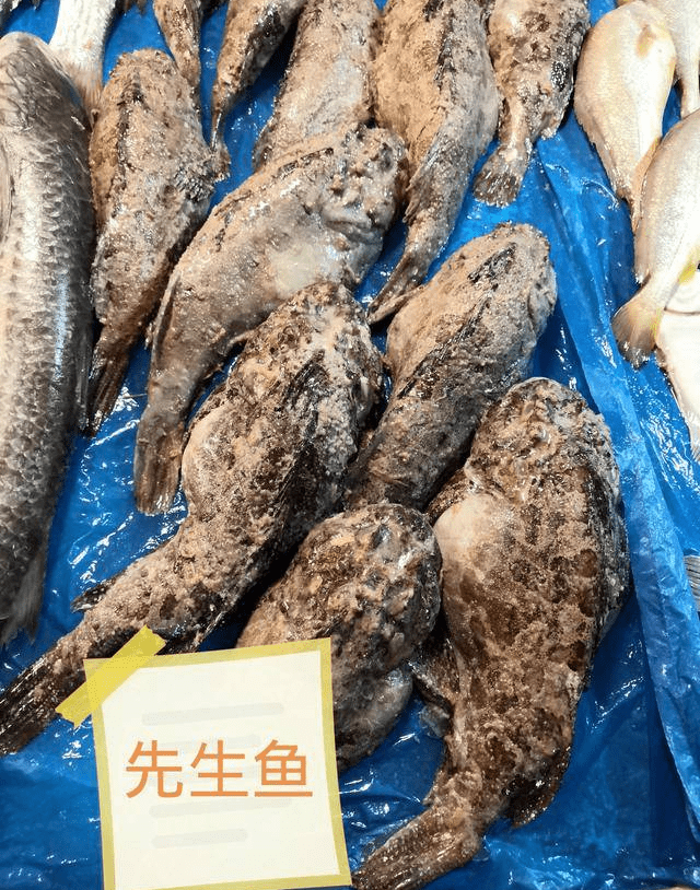 山东寻渔记|中国常见的30种海鱼,必有你最爱!_深海_因为_品种