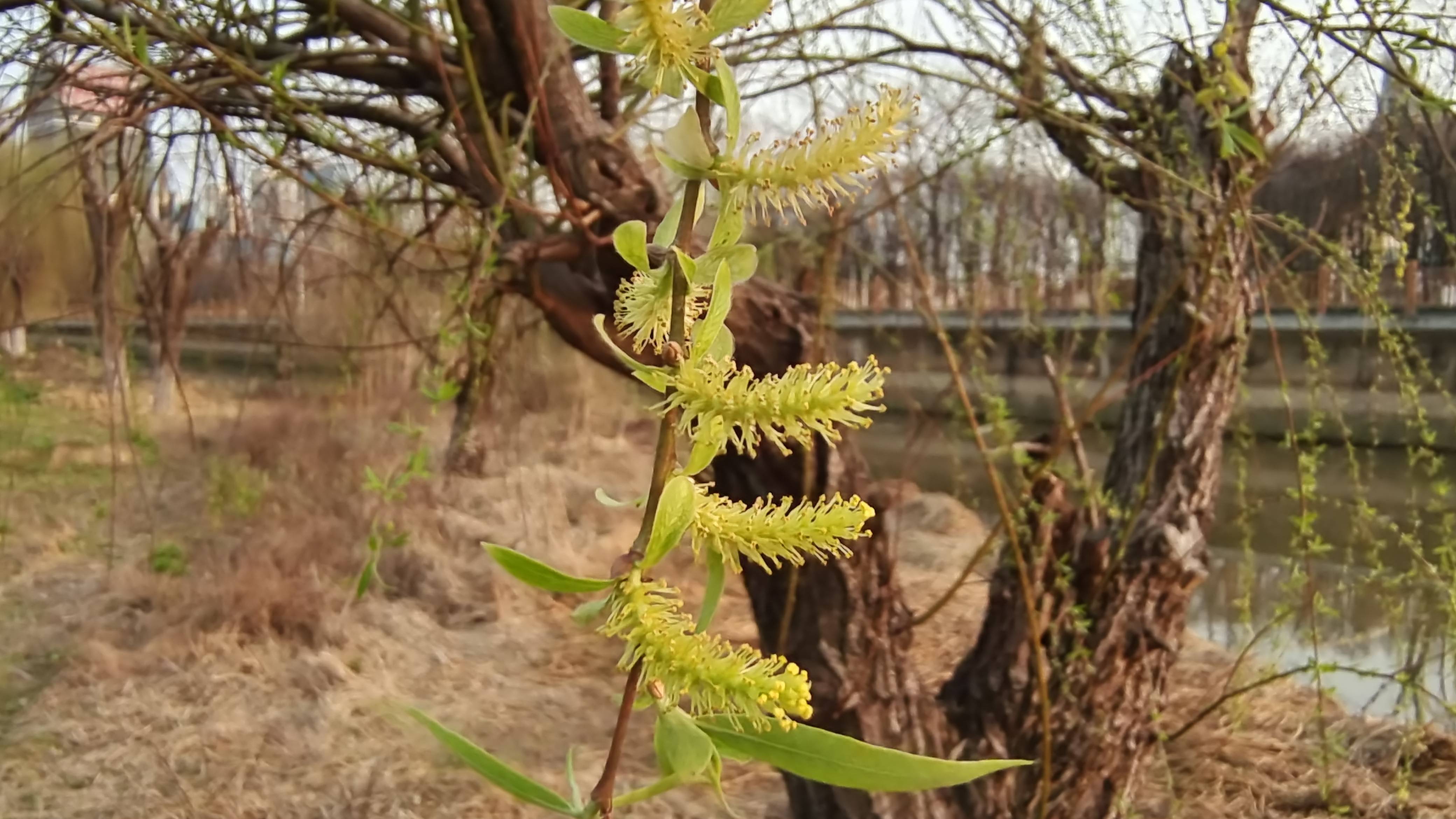吉安随拍：花花草草之春天的柳花-搜狐大视野-搜狐新闻