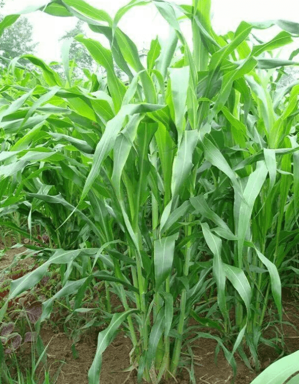 苧麻1號牧草在養豬中起到什麼作用?_肉質_礦物質_含量