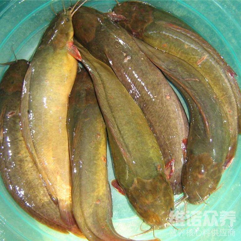 塘虱喂什么生长快速,塘角鱼专用饲料配方_养殖_维诺_高维