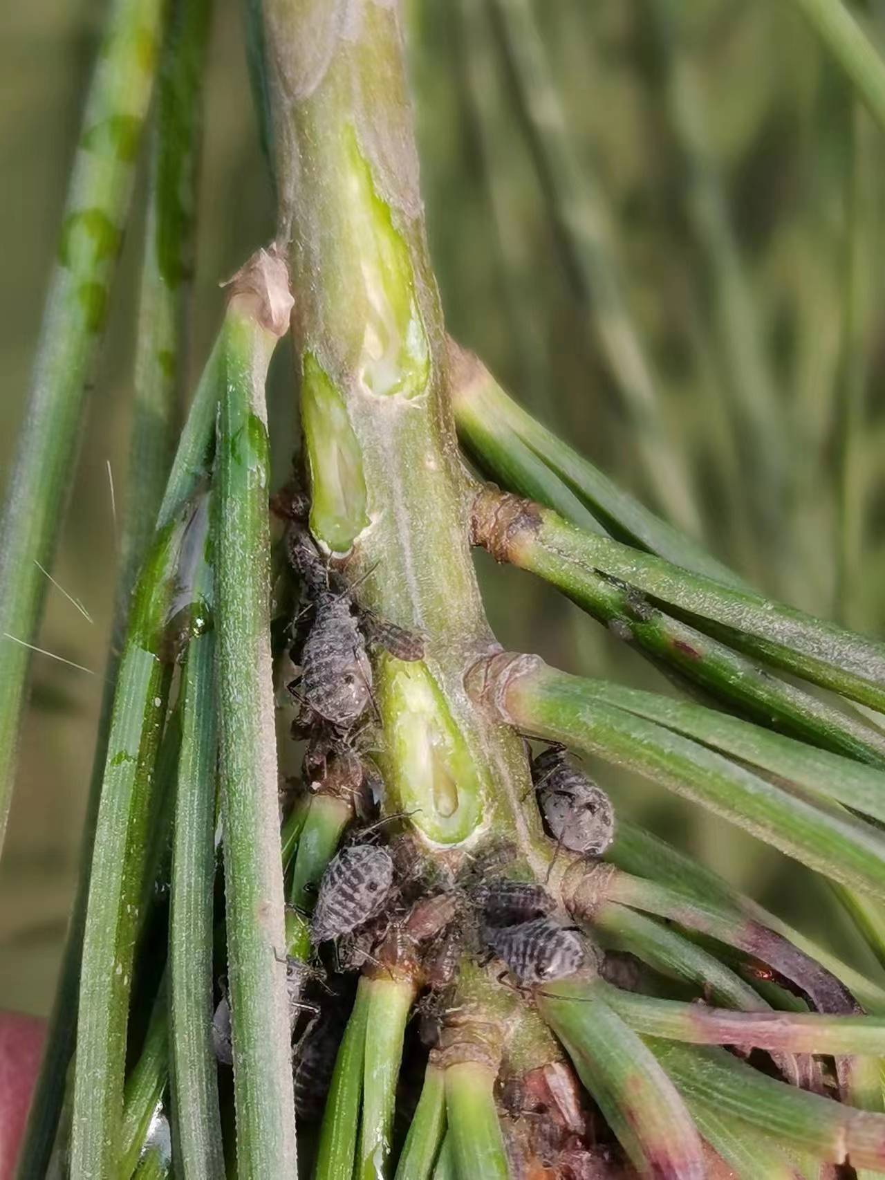 春季松大蚜发生规律和防治措施--松大蚜春季几月份卵开始孵化危害