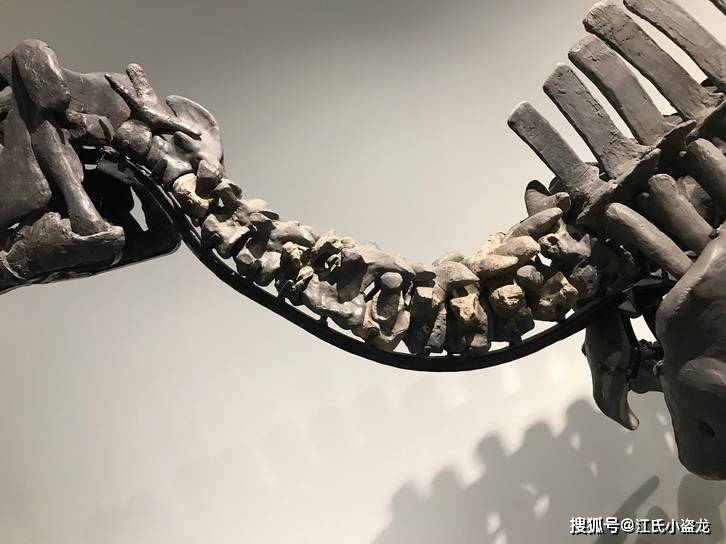 【恐龙王国】博物馆里看恐龙-双庙龙_龙的_化石_骨架