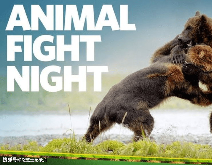 【185】国家地理《动物搏击会 Animal Fight Night》第2-6季全35集 英语中英双字 有水印 1080P/MP4/63.3G 动物们之间的搏斗