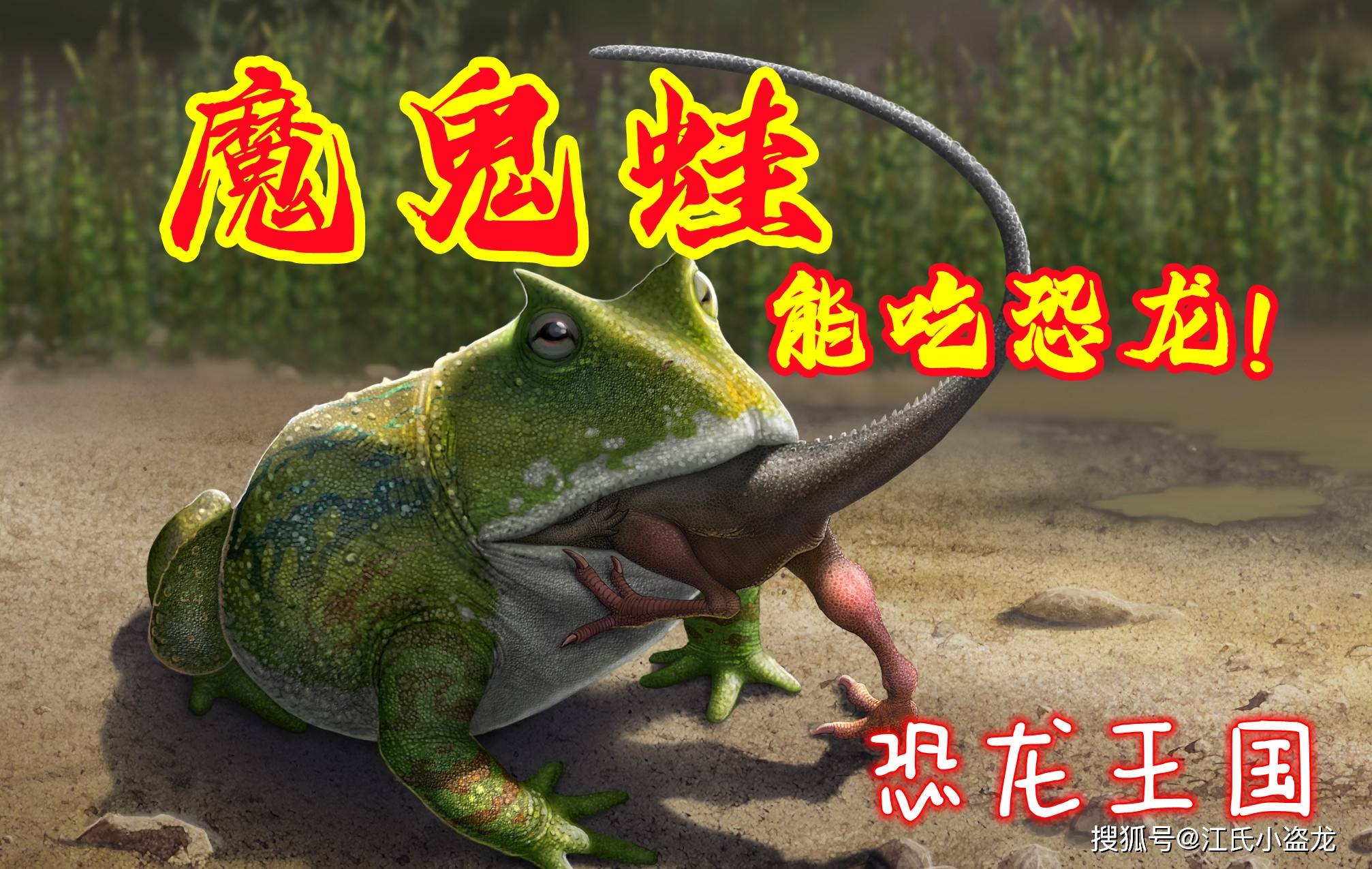 有的青蛙大到能吃恐龙,这种青蛙就是大名鼎鼎的魔鬼蛙(beelzebufo)