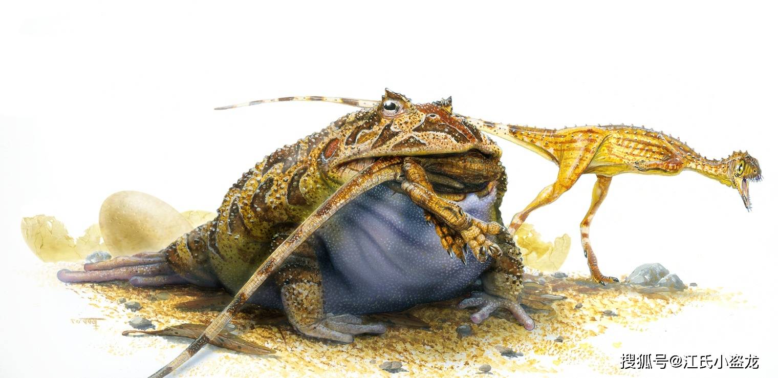 魔鬼蛙捕食幼年的玛君龙不要以为玛君龙是魔鬼蛙的主食,没有任何反抗