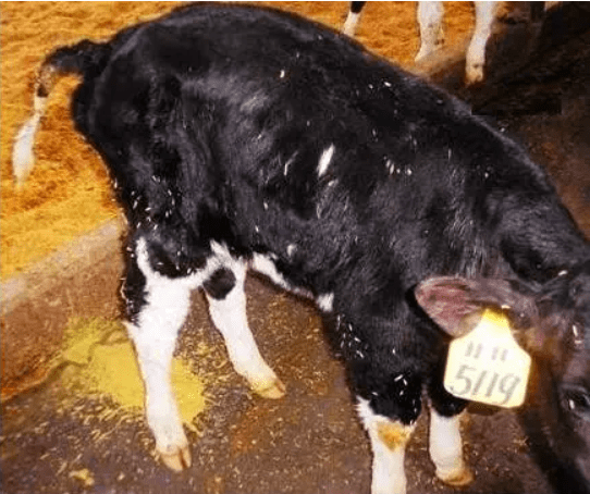 牛拉黄稀的原因分析以及预防办法?_饲料_情况_问题