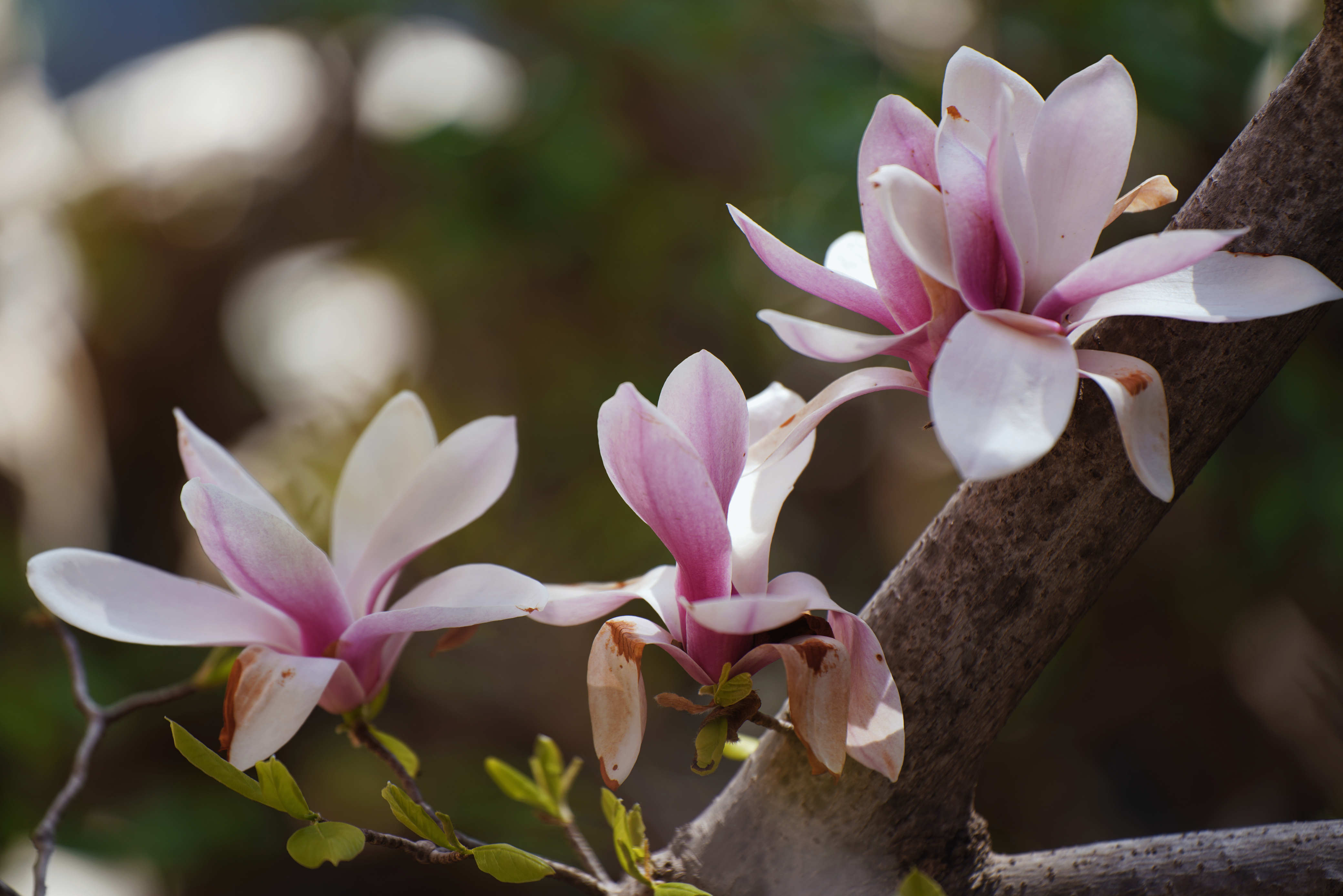 牡丹花水（牡丹花水浇多了怎么办） 第4张