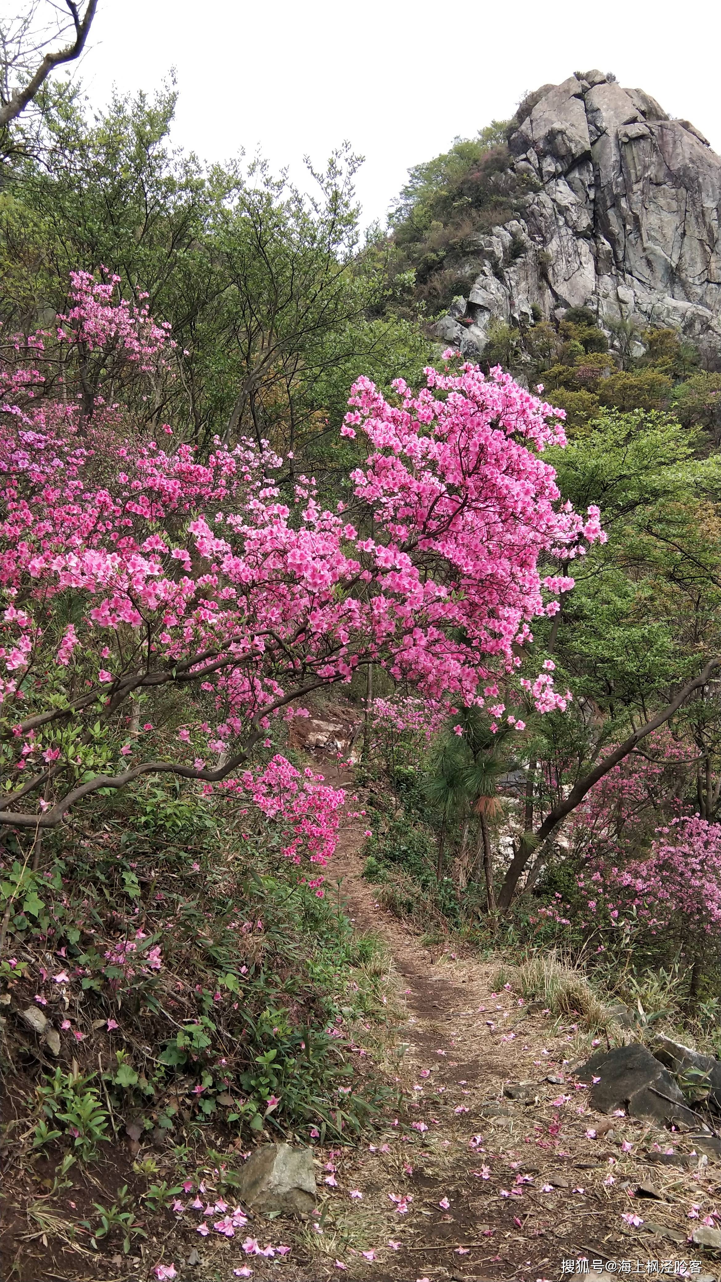 山姜花（山姜子花功效） 第3张