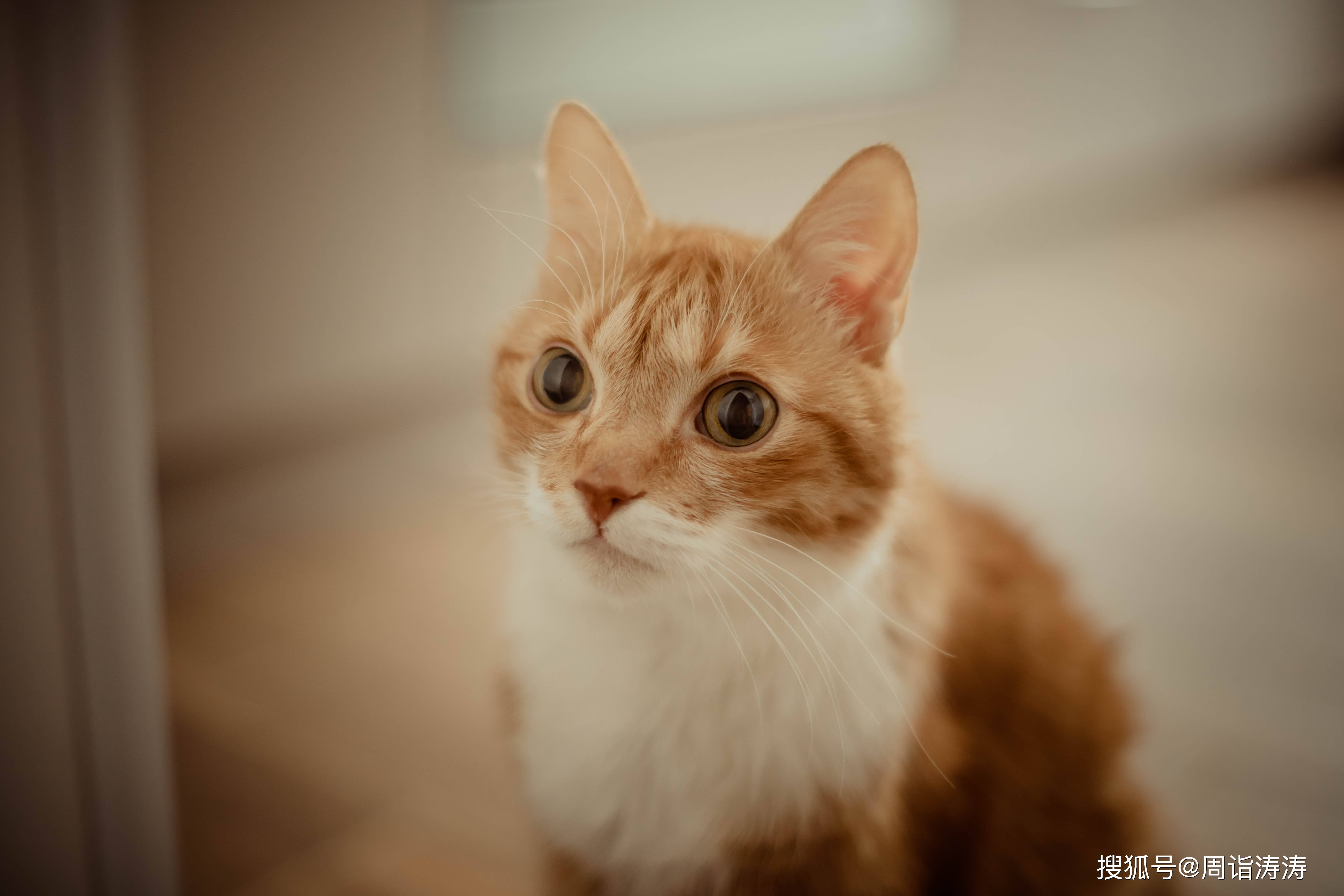 十二星座中那些"招桃花"的星座是?