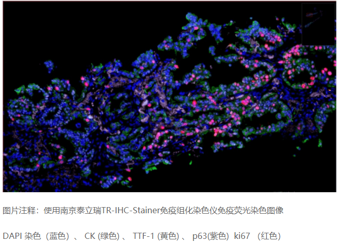 免疫荧光染料图片