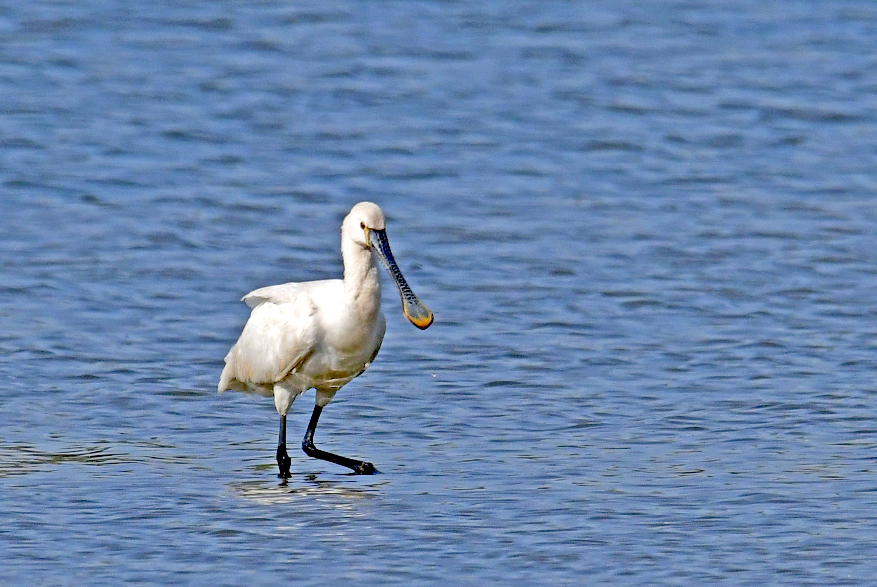 白琵鹭——观鸟纪实_保护_芦苇丛_大嘴巴