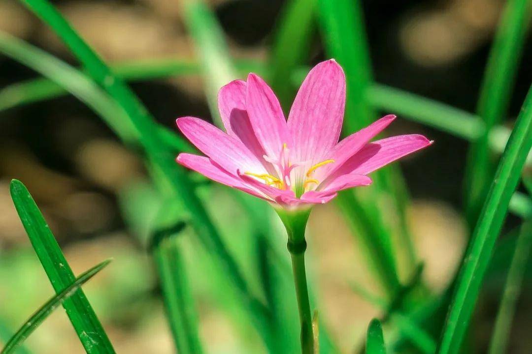 萧萧沐雨,春花秋壁,爱随尘土千里,朴素心中美金缕衣.