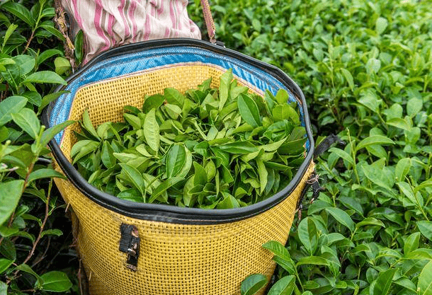 广东惠州十大特产,罗浮山甜茶值得您品尝!