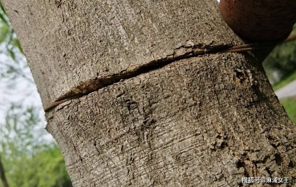 印第安纹剥离值得做吗?_自然_真相_文章