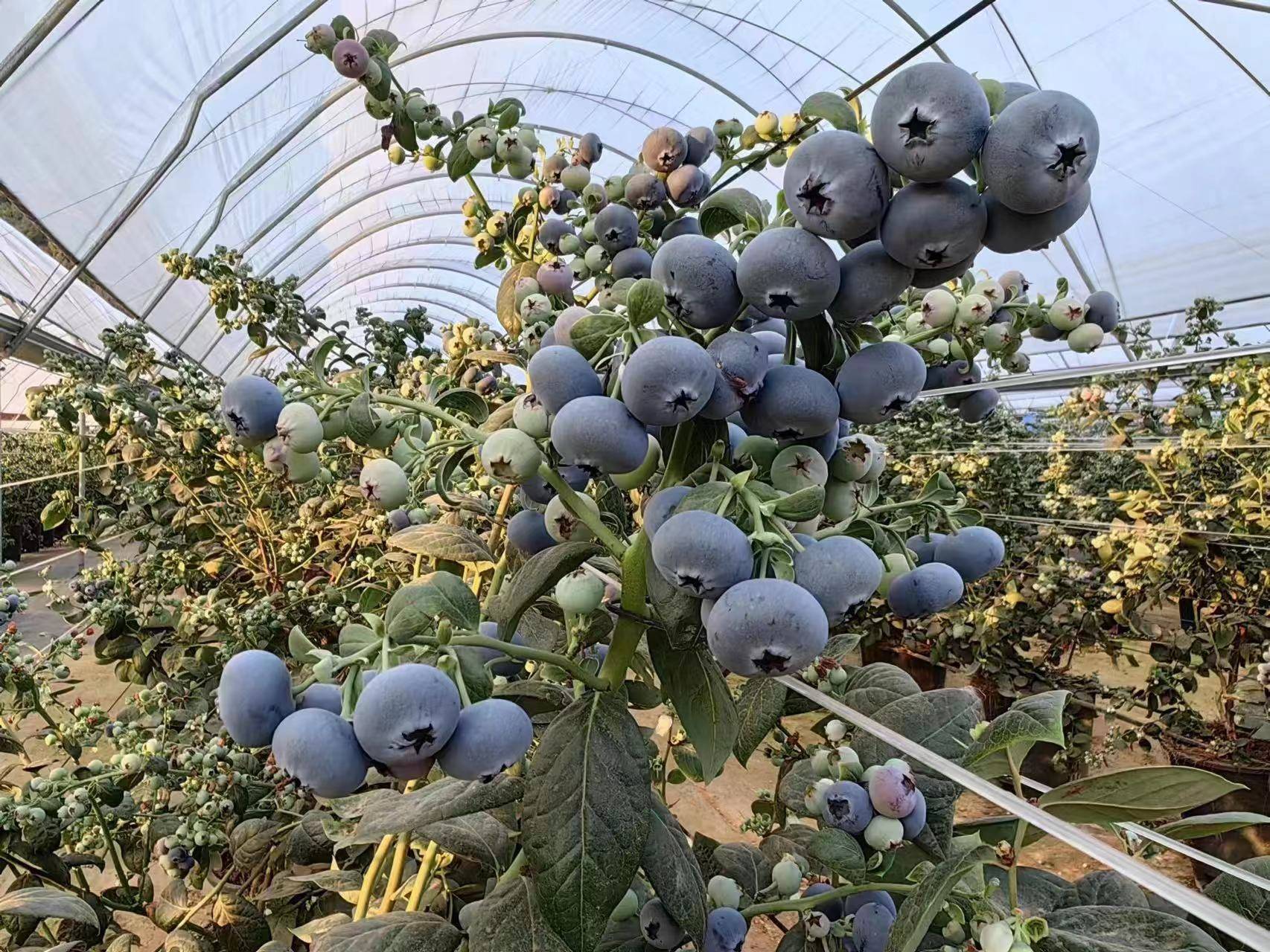 山东最大蓝莓种植基地图片