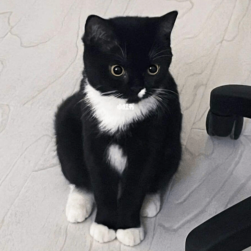 发现田园猫的魅力_玄猫_毛发_白猫