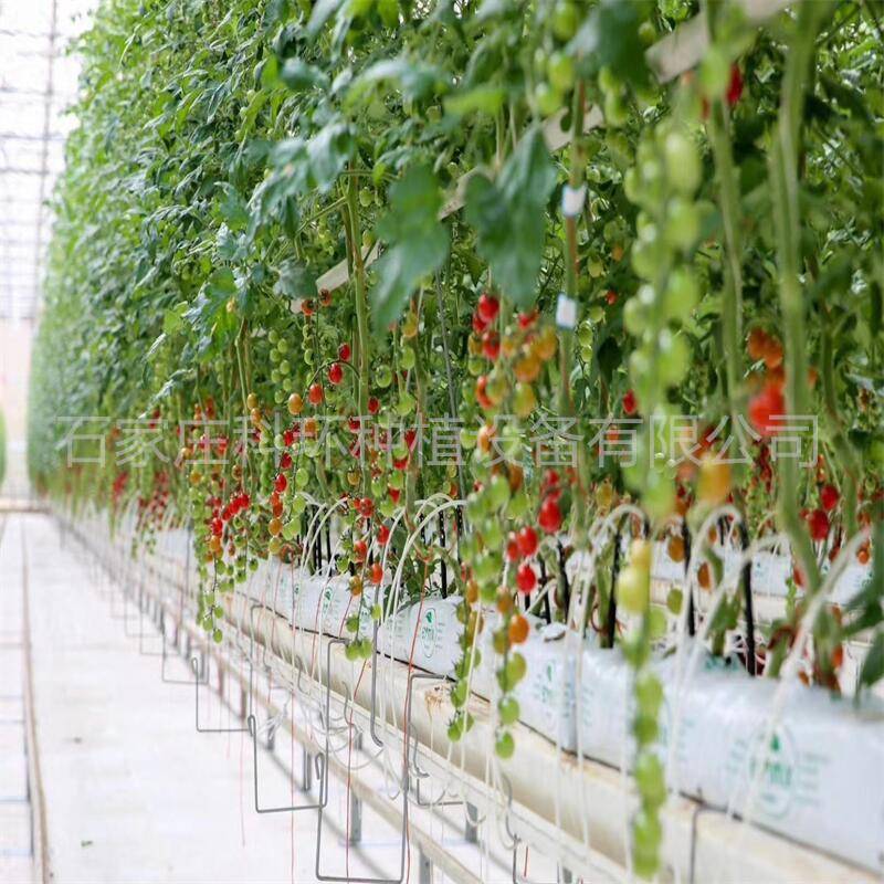 椰糠条番茄如何种植管理 荷兰模式椰糠种植槽种植架 无土栽培槽 科环 种植架_进行_温度_cm
