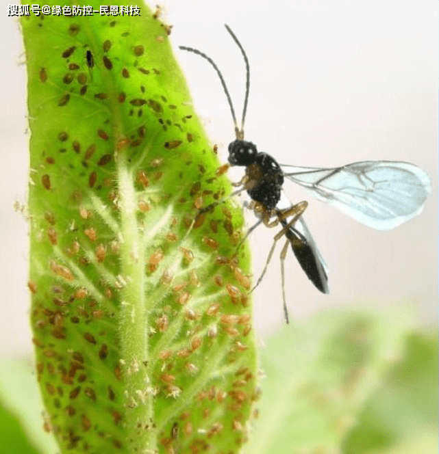 蚜茧蜂生物防治技术的推广和应用,广泛应用于烟草等作物上蚜虫的防治