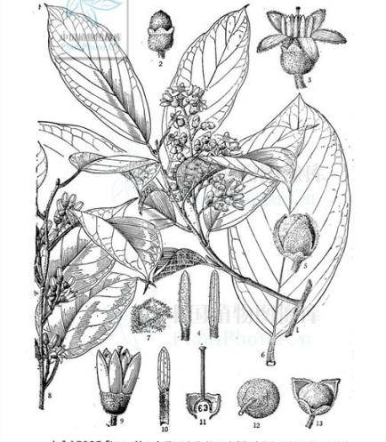 香雕:香品之记——安息香_香料_手工艺品_香气