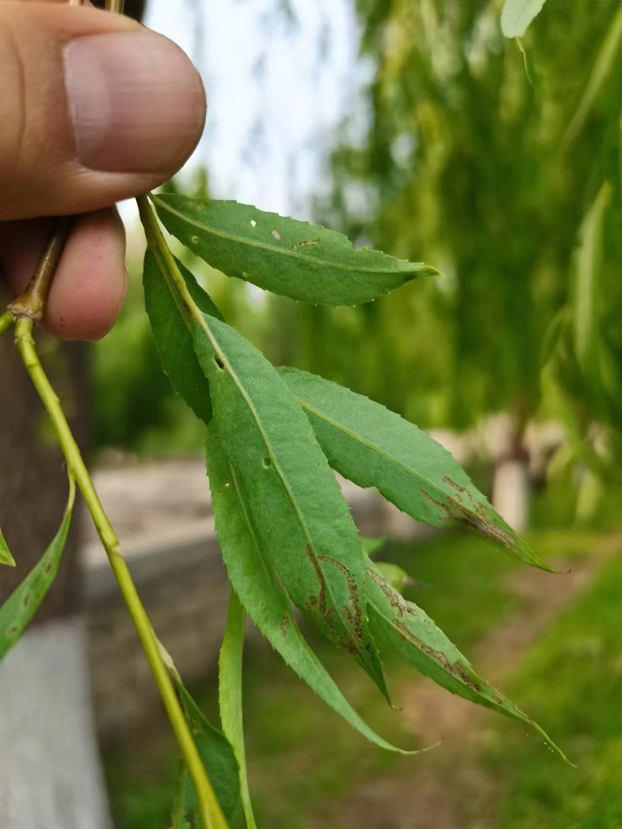 柳树蚜虫叶甲网蝽防治技术