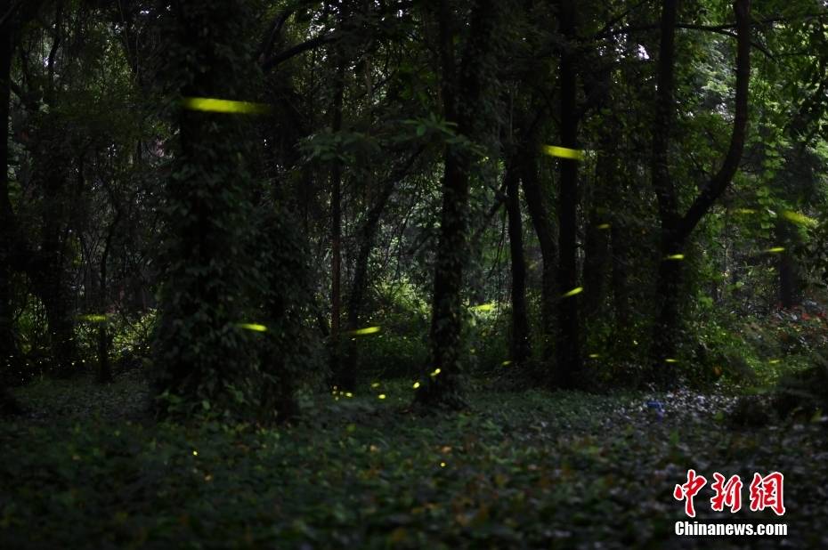广州华南植物园萤火虫飞舞 宛若星河落入林间-搜狐大视野-搜狐新闻