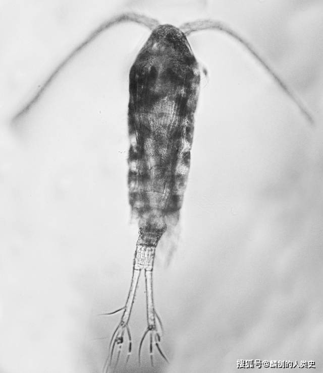 北极哲水蚤图片