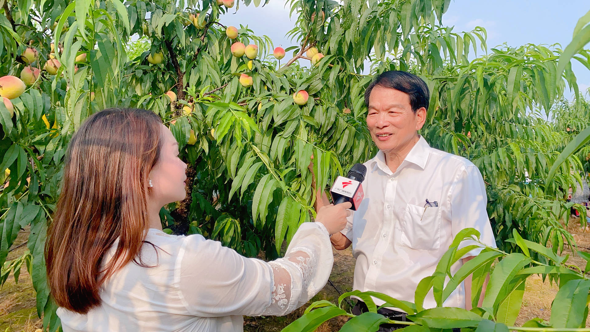 亲近自然,采摘尝鲜——广州花都千亩桃园桃子熟了_品种_甜桃_游客