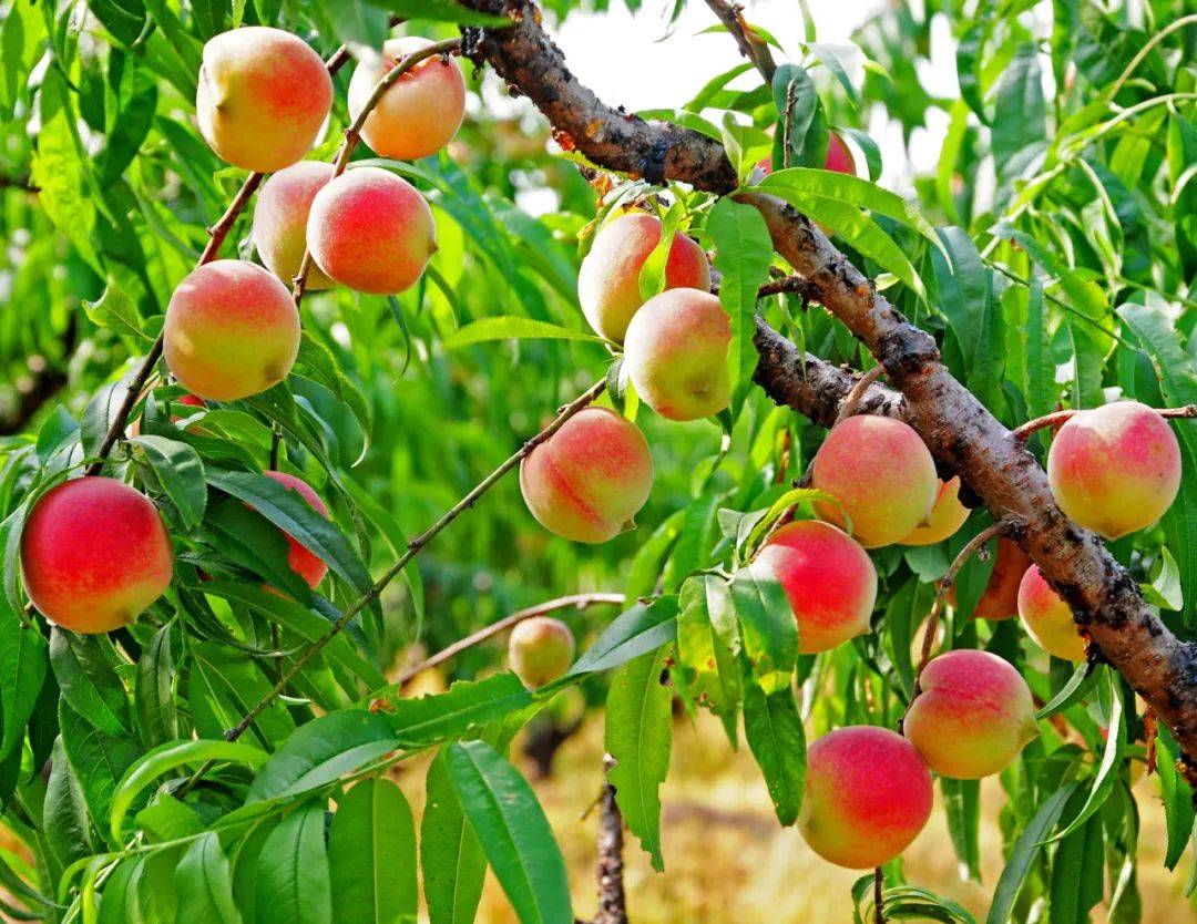 亲近自然,采摘尝鲜——广州花都千亩桃园桃子熟了_品种_甜桃_游客