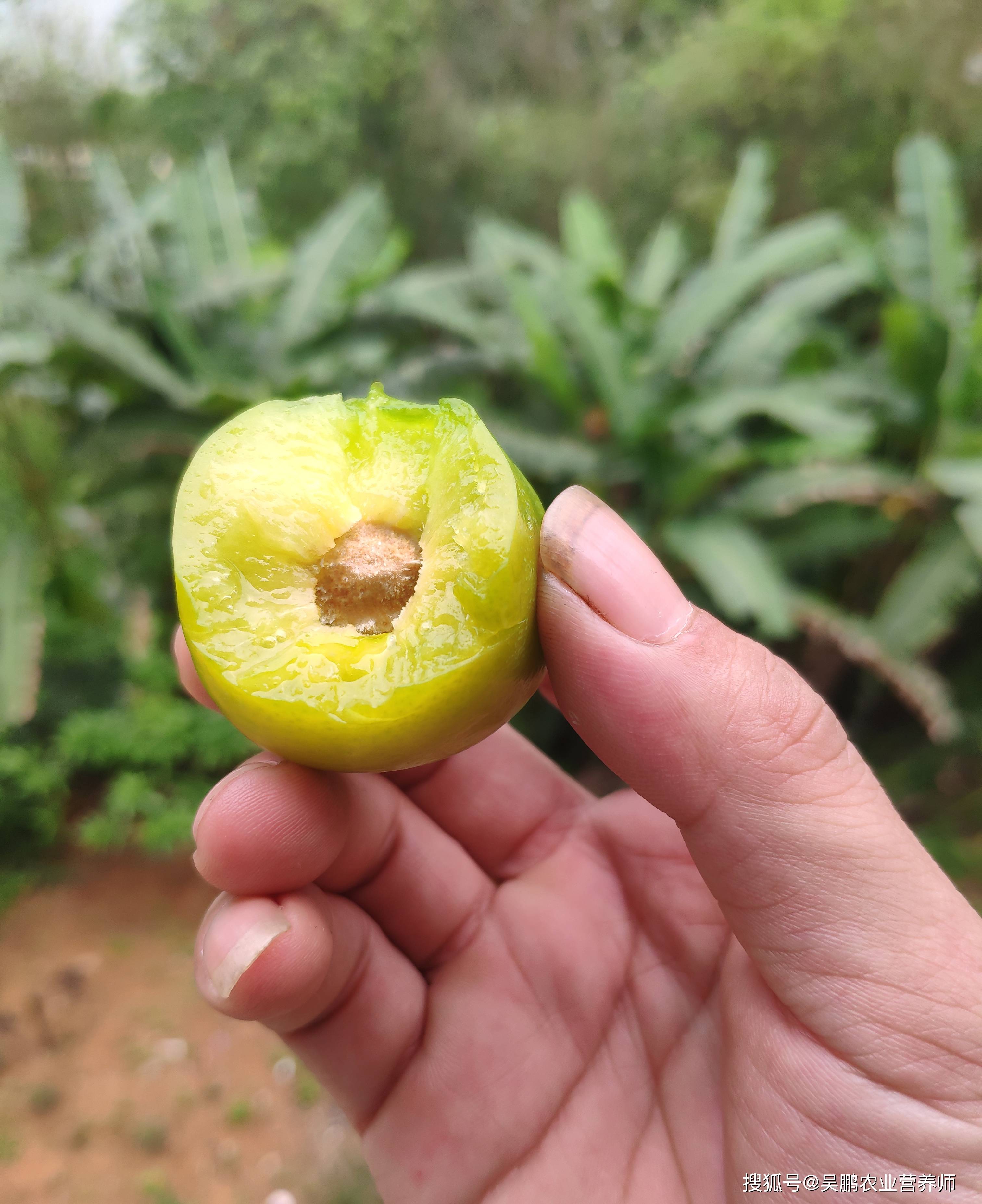 15年以上老树青脆空心李,脆甜多汁,果香浓郁,酸甜口感_李子_灌溉_农家