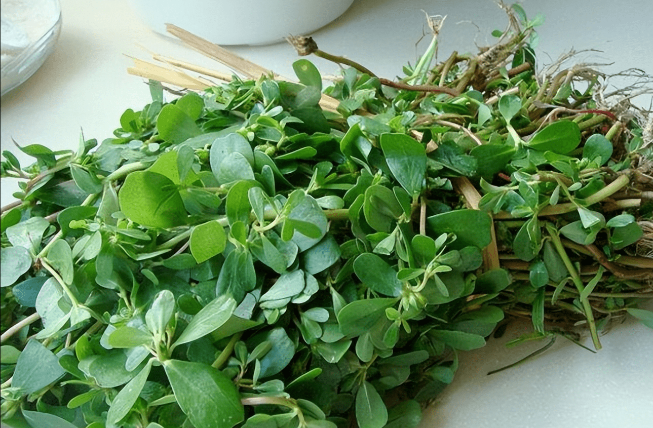 野菜之一的蚂蚁菜,它的3个神奇功效,和3种神仙吃法,您知道吗?