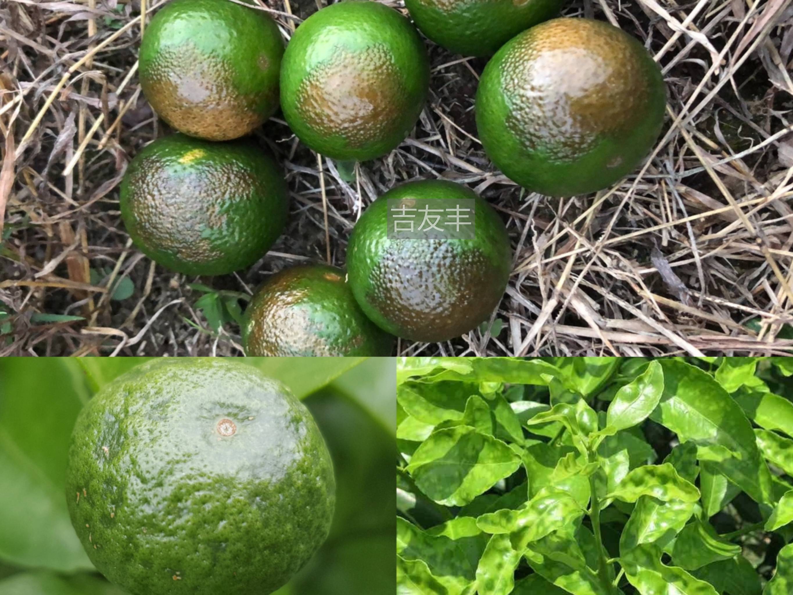 杀梢药,乙蒜素,矿物油,柑橘夏天使用需避开高温天气!