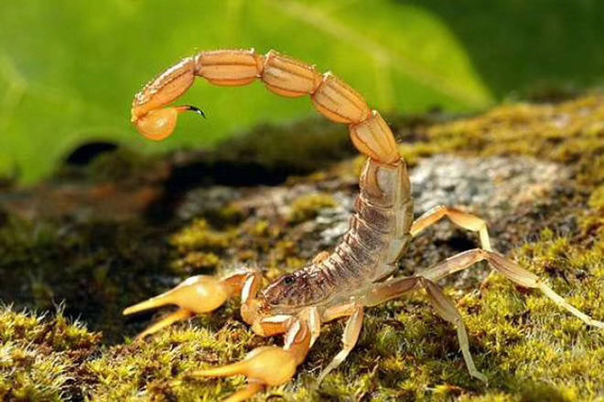 湖北随州胜隆蝎子养殖基地,蝎子养殖技术种蝎是关键_本性_模式_实践