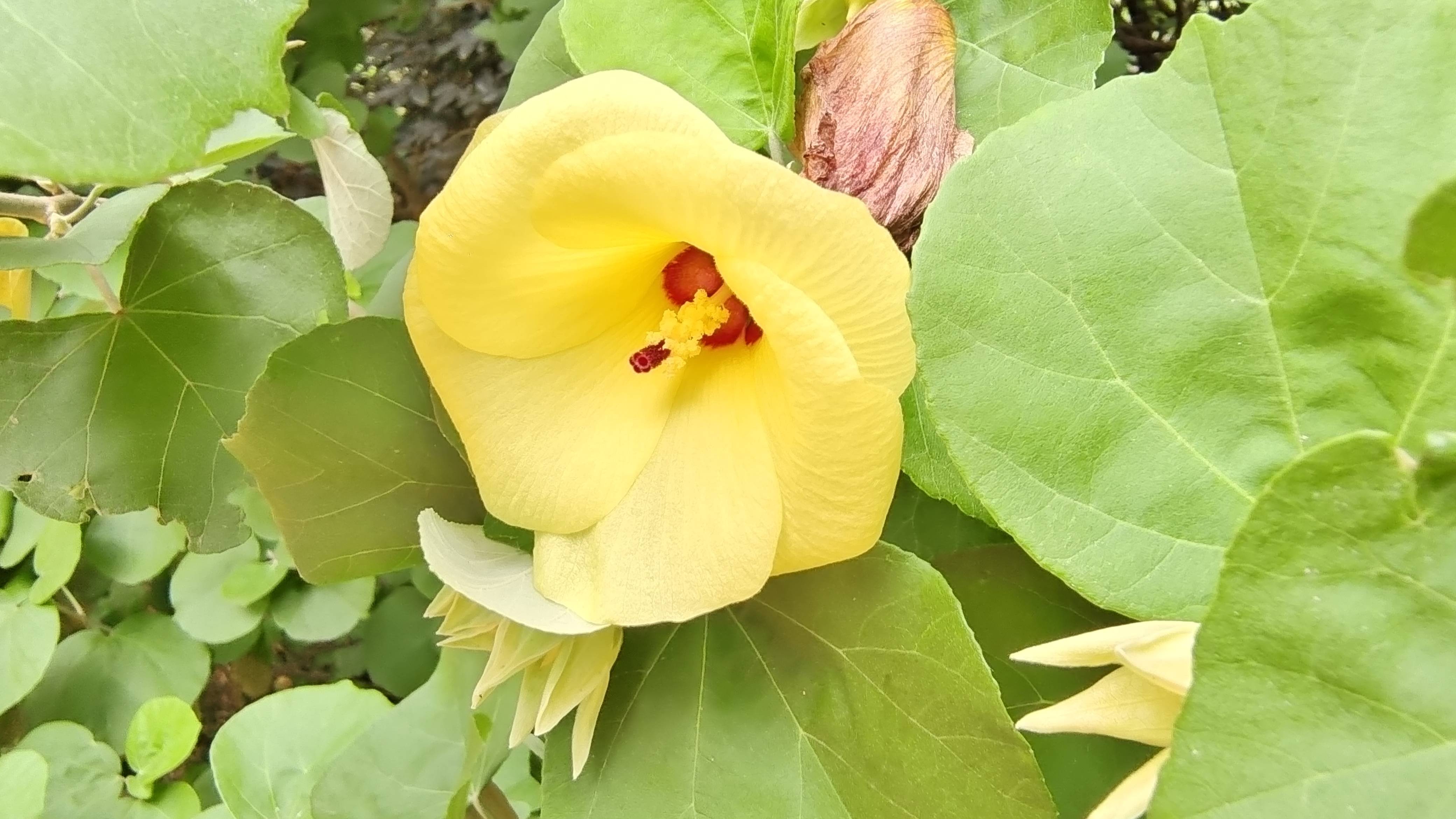 吉安随拍:花花草草之黄槿-搜狐大视野-搜狐新闻
