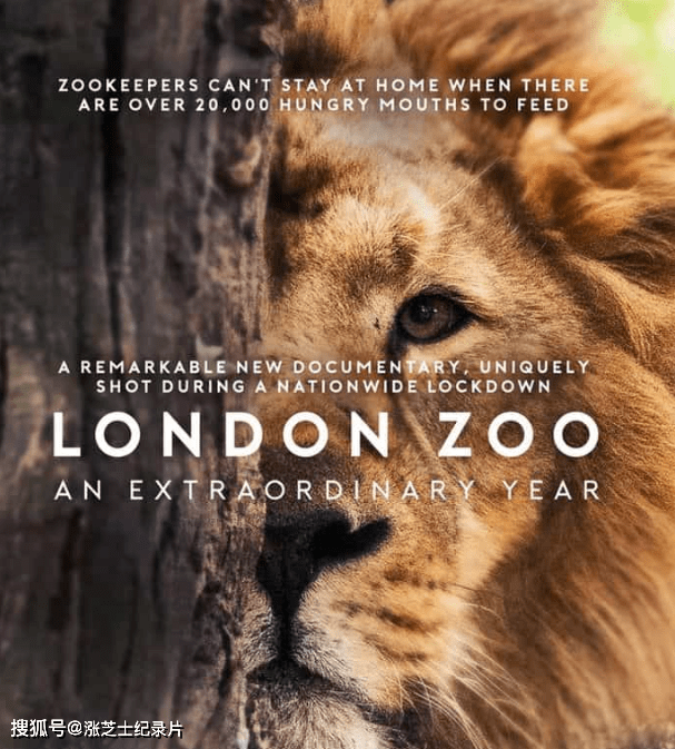 9397-ITV纪录片《伦敦动物园：非凡的一年 London Zoo: An Extraordinary Year 2020》全2集 英语中英双字 1080P/MKV/3.61G 伦敦动物园